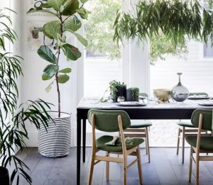 plantas na decoração